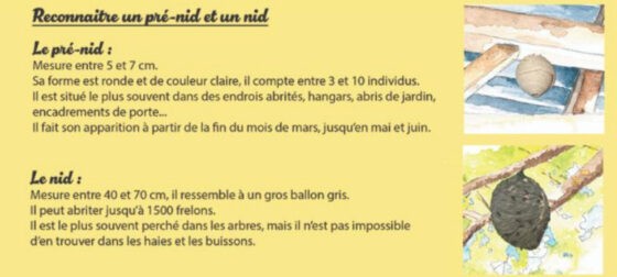 Lutte Contre le frelon asiatique