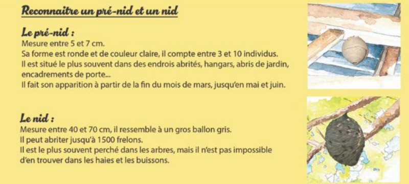 Reconnaitre un nid et un pré-nid de frelon asiatique