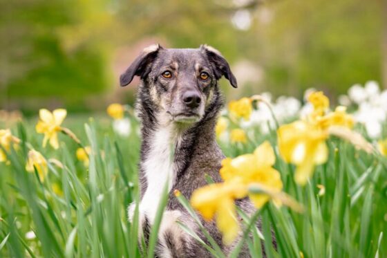 RAPPEL DE CIVISME – CHIENS EN DIVAGATION : UN ENJEU DE SÉCURITÉ POUR TOUS